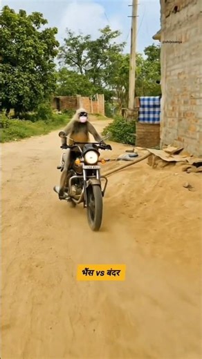 भैंस vs बंदर #funny #shilpisaroja #thetharpuns #comedy