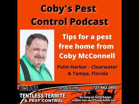 Pest Control Near Me in Tampa, Clearwater and Pinellas County