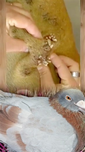 Non-Graphic Botfly Removal – Dog Finally Feels Better!