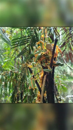 Creepy Frog Invasion in Costa Rica