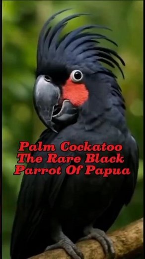 Palm Cockatoo The Rare Black Parrot Of Papua