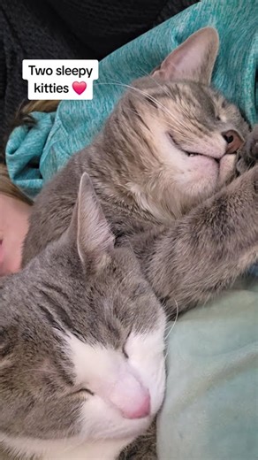 The best cuddle puddle. #snuggles #cuddlepuddle #cuddlycat #cutecat #catlovers #cutecats #sleepycat