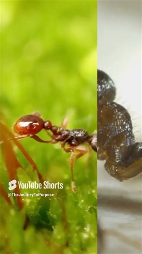 Malaysian Exploding Ant 💣 Nature’s Tiny Defender#SelfDestructBug #animalshorts