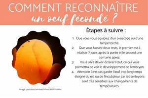 Comment reconnaître un œuf fécondé ou non ? - 4 Étapes !