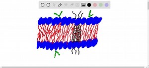 SOLVED:Draw a diagram to show how particles can enter a cell via… | Numerade