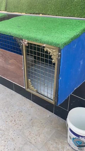 Caring for Your Pet Birds: Tips and Techniques