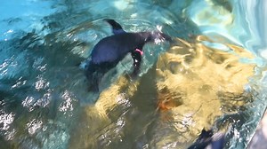 20K views · 593 reactions | Penguin chicks Daisy and Dahlia are mastering the art of swimming behind the scenes! | Point Defiance Zoo & Aquarium | Facebook