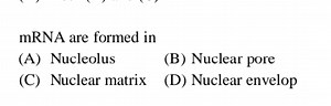 mRNA are formed in(A) Nucleolus(B) Nuclear pore(C) Nuclear m... | Filo