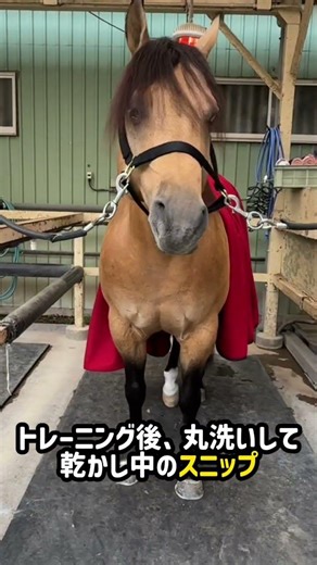 スニップ七変化 #アマハホースクラブ #クォーターホース #アメリカ輸入馬