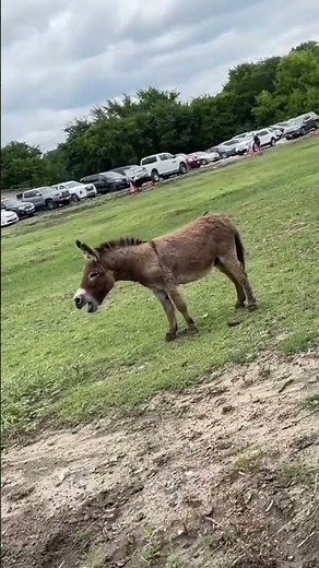 Angry donkey screaming