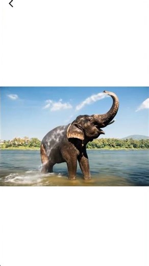 Happy Elephant🐘 Taking a River Shower and Trumpeting Loudly #nature #shorts #elephant #wildlife