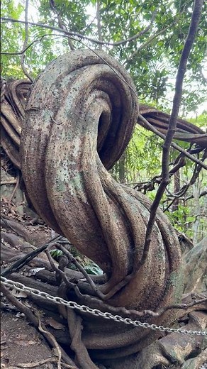 鹿児島県奄美市 12月のモダマ自生地
