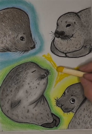 Cute Seal Pictures for Art Inspiration