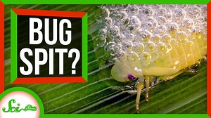 Beware the Bug Spit: How Spittlebugs Accidentally Doom Plants