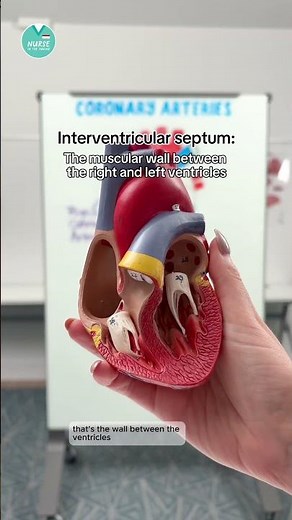 - Coronary Arteries Explained -