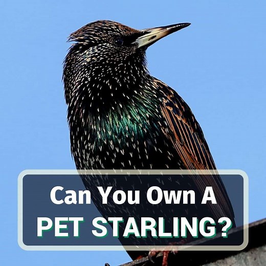 Do Starlings Make Good Pets? What's Their Temperament?