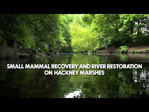 Small Mammal Recovery and River Restoration on Hackney Marshes