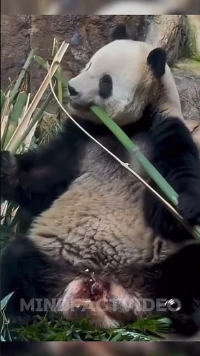 The Secret Behind a Pandas Bamboo Breaking Expression #animalscience #wildanimalfacts #giantpanda