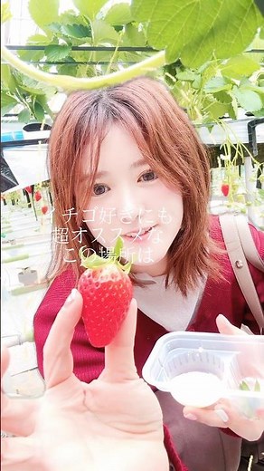 🍓イチゴ好きにも超オススメな イチゴ狩りスポットを紹介します♪