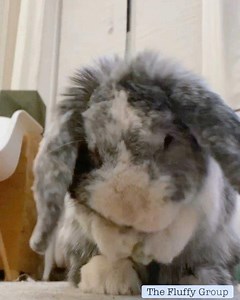 🎶 wash-wash-wash-i-do-dub-di-du—bi-dub” 🎶 —- Most rabbits don’t like to be hugged or lifted off the ground. Many of them kick, bite and scratch. They get stressed easily (kids, loud noises, grabbing them) and that can kill them. They need to be spayed/neutered or 95% of them will get a reproductive system cancer by the time they’re 4. They live 10 years. They need hay 24/7 which is pretty hard on people with allergies. They need to have a lot of space to exercise for most of the day. Please re