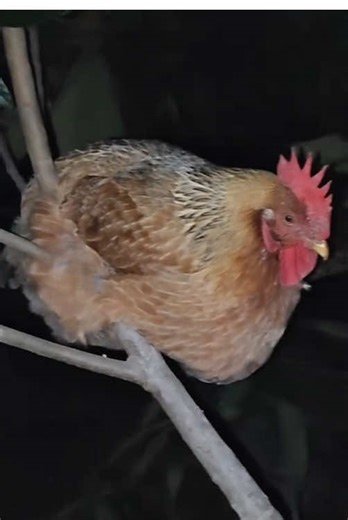 Why do chickens sleep in trees?#animal #fyp #foyou #tiktok #trivia | Chicken