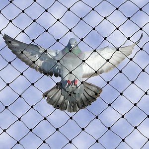 Anti-Bird Netting: What You Need to Know