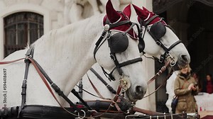 Horse Drawn Cab in the city of Vienna - VIENNA, AUSTRIA - April 22.2023