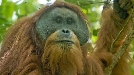 The Largest Ape to Ever Walk the Earth