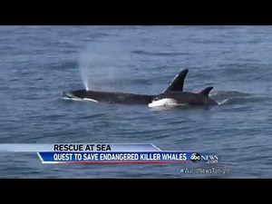 VIDEO: Family of Endangered Killer Whales at Sea