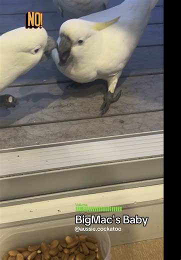 Meet BigMac’s fearless baby! This little cockatoo may be young, but he’s got the heart of a raptor! He boldly squeezes in between the adults to grab almonds — no hesitation, no fear. And yes… he even makes tiny dinosaur sounds while trying to claim his prize! Small but fierce — and absolutely adorable💕 #wildparrots #wildcockatoo #wildbird #wildbirds #cockatoo #cockatoos #cockatoolove #cockatoolover #aussiebirds #cockatoosofaustralia #funnybird #birdtok #birdtok🦜 #australiabird #cockatoolife #w