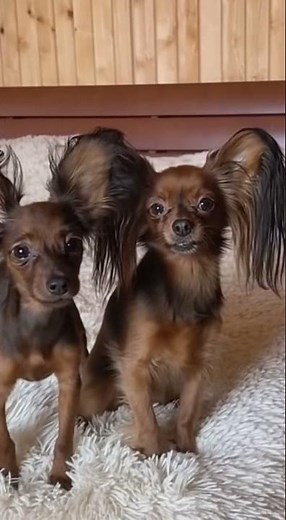 🦌🐶 Deer or dog? The rare elegance of the Russian Toy#RussianToy #uniquedogs#dogbreeds