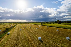 Hay & Silage