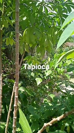 Tapioca roots step and leaves are all useful