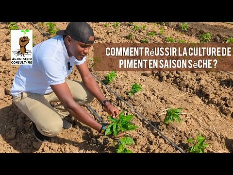 COMMENT RÉUSSIR De A-Z LA CULTURE DE PIMENT EN SAISON SÈCHE ?
