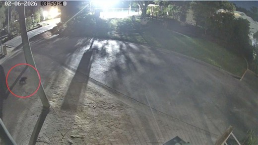 CCTV captures missing Tasmanian devil Mary escaping enclosure as urgent search intensifies