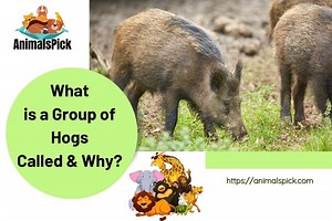 What is a Group of Hogs Called & Why? (Murder Background)