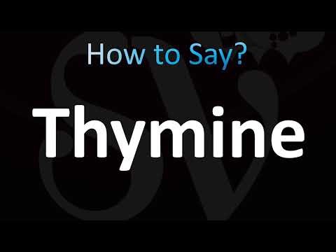 How to Pronounce Thymine (CORRECTLY!)