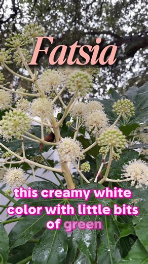 Shade Loving Tropical Looking Plant?? #fatsia #beginnergardener #shadeplants #gardentok