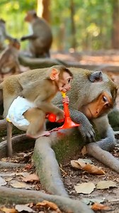 5K views · 74 reactions | Funny Baby Monkey Playing Trumpet Gets Pranked & Tumbles Over! 藍 #monkeysoraus #babymonkey #monkeyvideo #monkeylife #cutemonkey | Monkey Sora US | Facebook