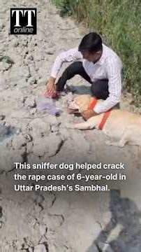 How Mary, a Sniffer Dog, Helped Police Crack a Rape Case #dog #labradorretriever