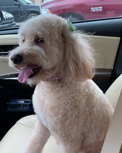 3.4K views · 274 reactions | Destiny Snuggles grooming day at Pets Mart in Spring Hill, TN. Though I live in Franklin, it’s actually easier for me to get appointments here and the customer service is great! Summer Cut for this beauty! | James Goll | Facebook