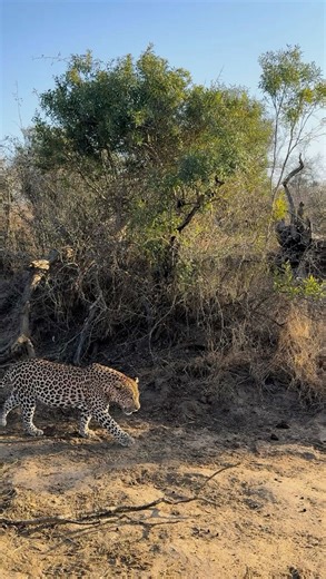 Witness the raw power of nature in the Serengeti a leopard with its rare catch, an ostrich. 🐆 Moments like these reveal the true essence of the wild, where strength, instinct, and survival unfold right before your eyes. Every encounter tells a story, and every scene reminds you why the Serengeti stands as one of the world’s greatest natural theaters. Experience these untamed moments up close, guided by experts who know where the wildest stories come to life. Explore the heart of Africa with Bey