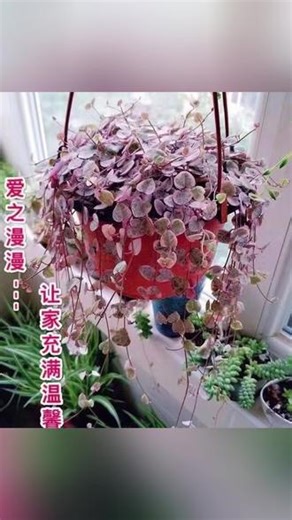 吊兰 爱之蔓吊兰绿植盆栽室内悬挂绿植心形叶盆栽阳台室内绿植耐旱植物#家居绿植 #悬挂绿植 #室内装饰 #绿植美化 #悬挂装饰