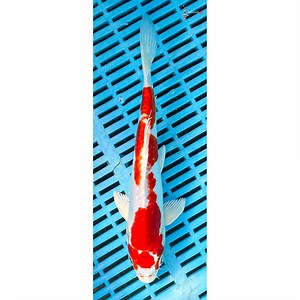 10-12” Imported Kikusui