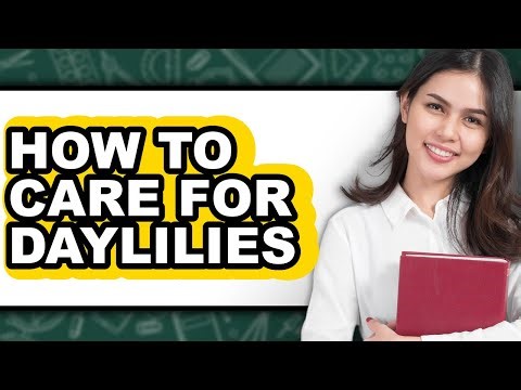 How to Care for Daylilies - Full Guide