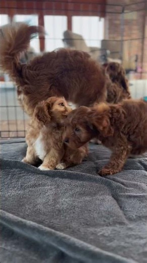 Three sweet Cockapoo puppies🐾🥹