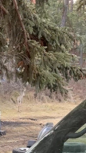 Laura Eisenhower on Reels