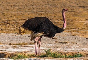 How Much Does an Ostrich Cost? | Is It Expensive? - Farm and Chill