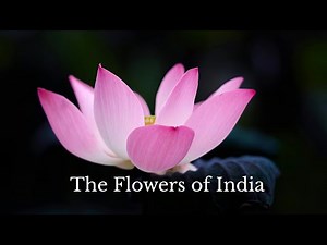 The flowers of India - #lotus #marigold #jasmine #hibiscus #india #flowers #flower #mallika #love