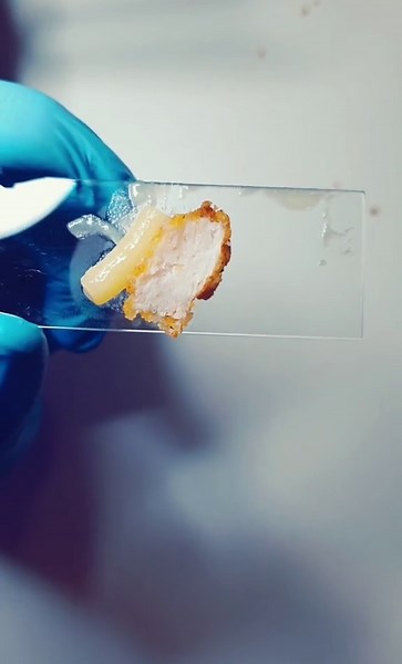 Exploring Macaroni with Chicken Strips Under a Microscope